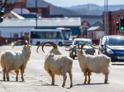Ziegen stehen im Fr&uuml;hjahr 2020 auf einer Stra&szlig;e im walisischen Llandudno, die aufgrund der Corona-Ausgangsbeschr&auml;nkungen nur schwach befahren ist.