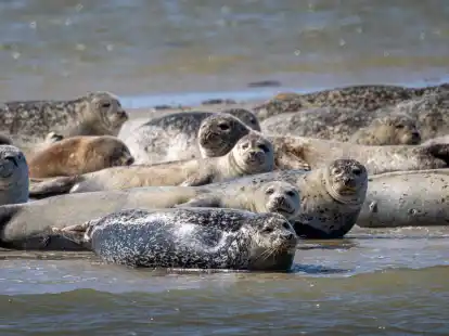 Seehunde und Kegelrobben liegen auf einer Sandbank vor der ostfriesischen Insel Spiekeroog.