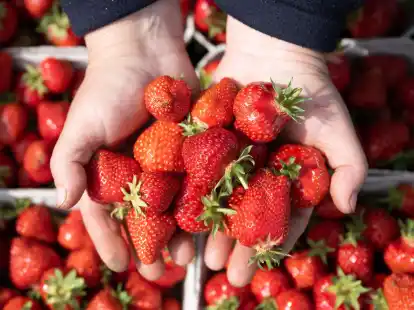 Die Erdbeersaison ist im vollen Gange. Woher sind die Erdbeeren, die Discounter und Superm&auml;rkte in Deutschland anbieten?