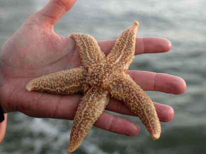 Ein Seestern aus der Nordsee (Symbolbild).