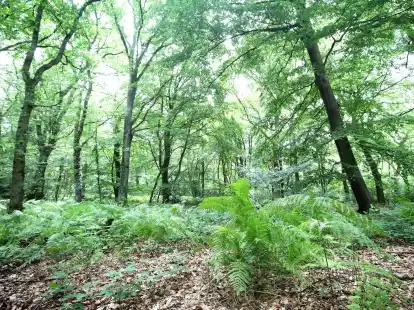 Beim ersten &laquo;langen Wochenende der Naturparke&raquo; in NRW&nbsp;k&ouml;nnen Interessierte an Veranstaltungen teilnehmen. Etwa f&uuml;hren Radtouren durch den Naturpark Schwalm-Nette.