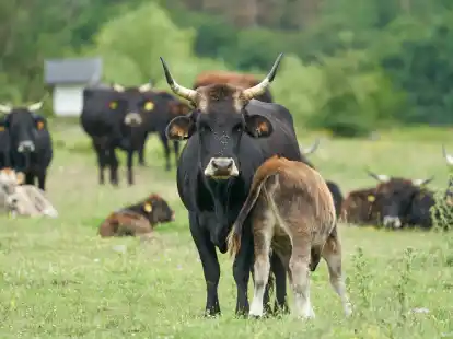 Auf einem Nabu-Hof in N&uuml;ttermoor sind im Mai zwei Jungrinder nach Verletzungen get&ouml;tet worden. Die CDU-Kreistagsfraktion fordert in einer Mitteilung nun die &Uuml;bernahme des Weidenprojektes durch den Landkreis Leer.