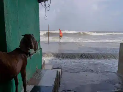 Eine Ziege steht im Eingang eines Hauses in Mumbai, wo bereits hohe Flutwellen auf die K&uuml;ste des Arabischen Meeres treffen.
