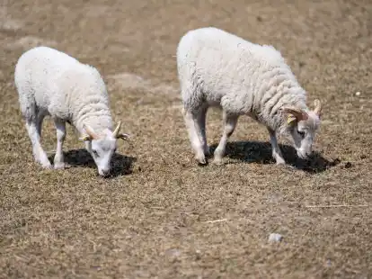 Wieso ist es nach dem nassen Winter in Deutschland vielerorts schon wieder viel zu trocken?
