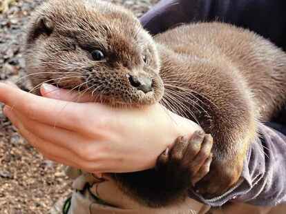 Fischotter lieben sauberes Wasser.