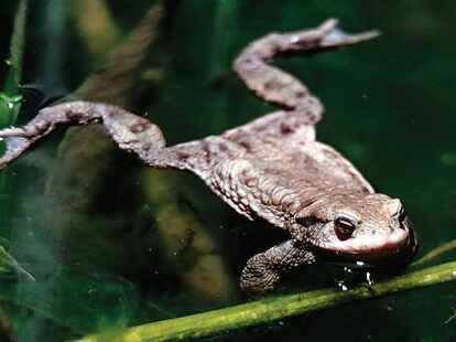 Renaturierung ist auch gut f&uuml;r Kr&ouml;ten.