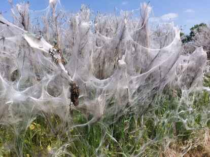 Ein wei&szlig;er Schleier: Gespinstmotten haben an diesem Strauch in Gro&szlig;enkneten ganze Arbeit geleistet.