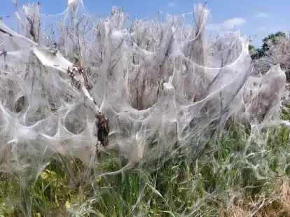 Ein wei&szlig;er Schleier: Gespinstmotten haben an diesem Strauch in Gro&szlig;enkneten ganze Arbeit geleistet.