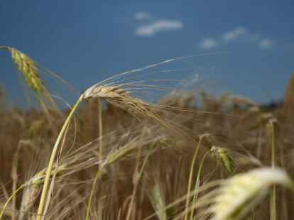 Die Getreideernte k&ouml;nnte in Deutschland in diesem Jahr schlechter ausfallen.