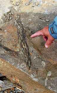 <p>Hier wurde ein Ast im Gestein eingeschlossen. </p>