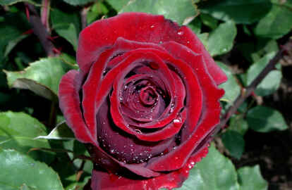 Star des Rosariums: die sogenannte Schwarze Rose.  Foto: Europa-Rosarium Sangerhausen