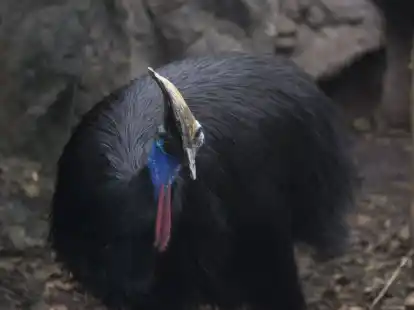 Ein Helmkasuar (Casuarius casuarius) Zoo von Sydney. Es handelt sich um die drittgr&ouml;&szlig;ten Laufv&ouml;gel der Erde.