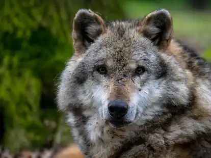 Ein Europ&auml;ischer Grauwolf in einem Gehege des Wolfcenters D&ouml;rverden.
