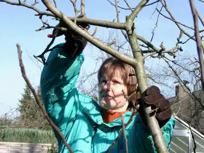 Obstbaumschnitt im Winter (Symbolbild): Doch auch im Sommer fallen Schnittarbeiten an Obstb&auml;umen an. Was jetzt zu erledigen ist, vermittelt ein Lehrgang des Ortsb&uuml;rgervereins Apen.