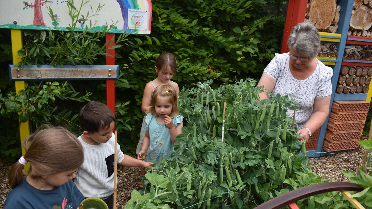 Schulgarten; Kindergarten; Obst und Gemüse; Nabu