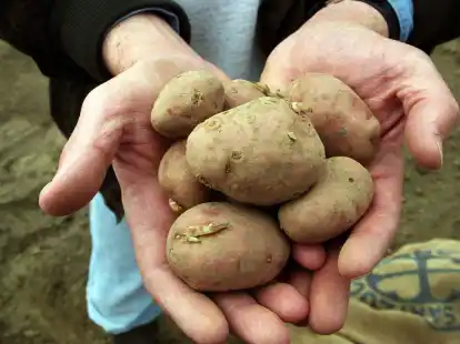 &Auml;u&szlig;erlich nicht von &laquo;normalen&raquo; Knollen zu unterscheiden sind diese gentechnisch ver&auml;nderten Kartoffeln, die vom Max-Planck-Institut f&uuml;r Molekulare Pflanzenphysiologie in Golm bei Potsdam auf einer Versuchsfl&auml;che in die Erde gebracht werden.