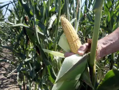 Genmanipulierter Mais ist vielen Umweltsch&uuml;tzern ein Dorn im Auge. Jetzt k&ouml;nnte der Anbau von genver&auml;ndertem Gem&uuml;se einfacher werden.