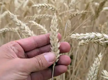 Gentechnik in Lebensmitteln: EU-Kommission plant deutliche Lockerung.