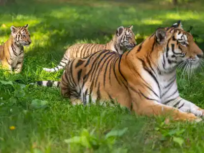 Die Sibirische Tigerdame Anastasia (6) spielt mit ihren beiden knapp drei Monate alten Jungtieren im Serengeti-Park.