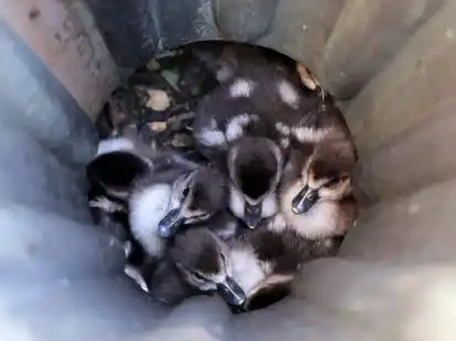 Acht G&auml;nsek&uuml;ken sitzen in einem Fallrohr fest.