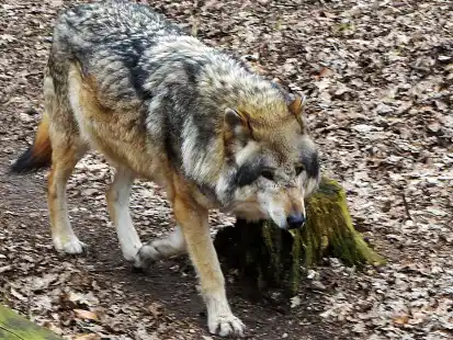 Im niederl&auml;ndischen Westerveld ist ein Sch&auml;fer von einem mutma&szlig;lichen Wolf angegriffen und in den Arm gebissen worden. Die Polizei t&ouml;tete das Tier (hier ein Symbolbild).