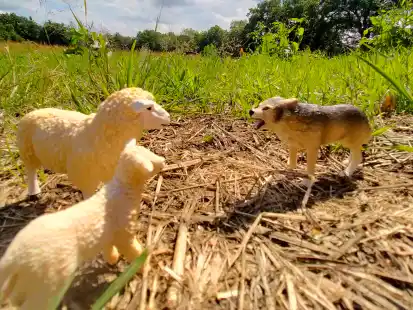 In den Niederlanden wurden nicht nur Schafe, sondern auch ein Sch&auml;fer von einem Wolf angegriffen. Die Wolfsdebatte hierzulande wird sich dadurch aufheizen &ndash; obwohl ein Fall allein nichts beweist, kommentiert Redakteur Arne Haschen.