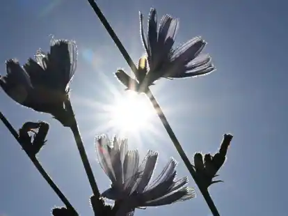 Allein Deutschland hatte im Sommer 2022 laut einer neuen&nbsp;Studie 8173 Toten Hitzeopfer zu beklagen (Symbolbild).