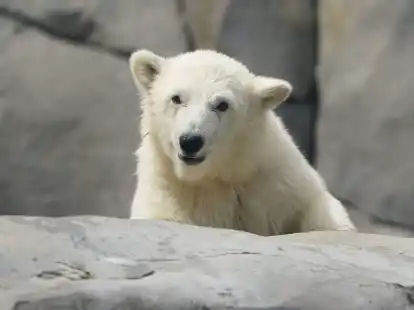 Die kleine Eisb&auml;rin l&auml;uft durch die Au&szlig;enanlage im Eismeer im Tierpark Hagenbeck.
