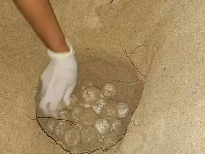 Das Bild zeigt das Nest einer Unechten Karettschildkr&ouml;te am Strand auf Mallorca.