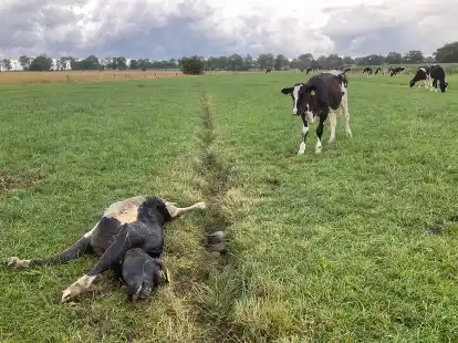 Das gerissene Kalb, fotografiert von vorne. Es wurde weit schwerer verletzt als dieses Foto vermuten l&auml;sst.