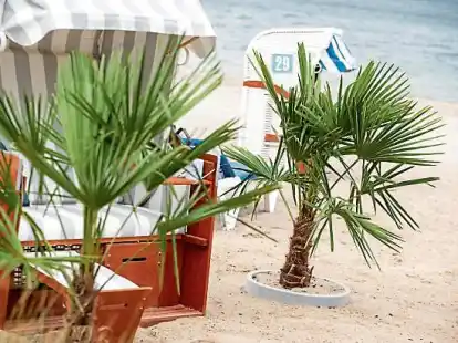 <p>Palmen und Strandk&ouml;rbe an der Ostsee. </p>