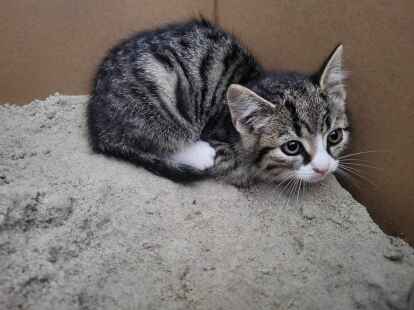 Marina Siefken hat dieses Kitten in der vergangenen Woche in Schwittersum gefunden. Es ist nun im Tierheim Hage.