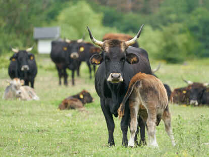 Der Landkreis Leer will das Weide-Projekt mit Heckrindern stoppen.