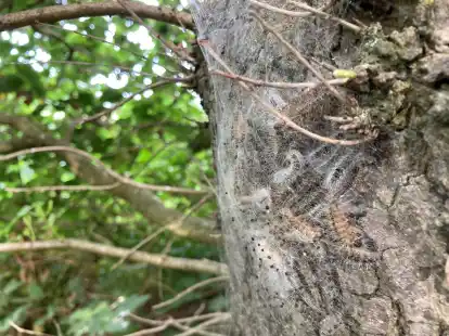 Der Eichenprozessionsspinner vermehrt derzeit sich stark im Landkreis Oldenburg. Hier ein großes Nest seiner Raupen an einem Baumstamm am Brüninger Weg in Ganderkesee.