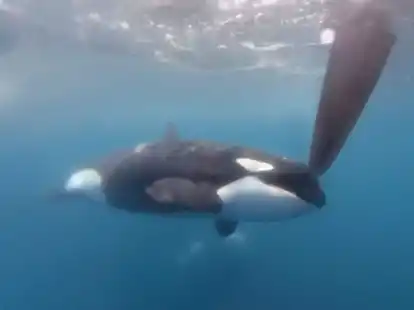 Auf einem Videobild bewegt sich ein Orca an einem Ruder der Hochsee-Segelyacht des Teams JAJO, das am Ocean Race 2023 im Juni teilnimmt.