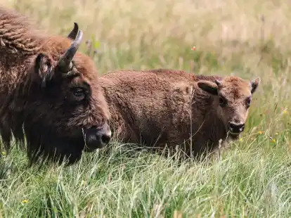 Wie sieht die Zukunft der Wisent-Wildnis im Sauerland aus?