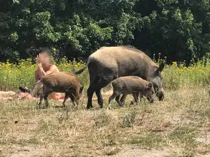 Da war der Badegast ziemlich &uuml;berrascht:&nbsp;Ein Wildschwein mit seinem Nachwuchs auf einer Badewiese am Teufelssee im Berliner Grunewald.