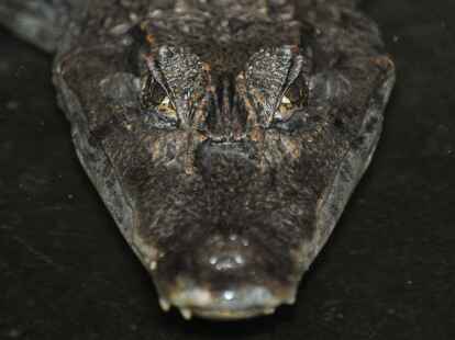 Kaiman &laquo;Sammy&raquo; hatte es 1994 zum Star des medialen Sommerloches gebracht. (Boris Roessler/dpa)