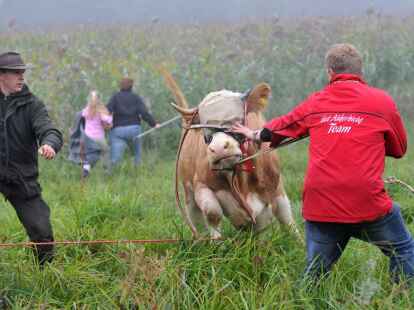 Kuh Yvonne wird auf einer Weide bei Stefanskirchen in Bayern eingefangen. (Andreas Gebert/dpa)