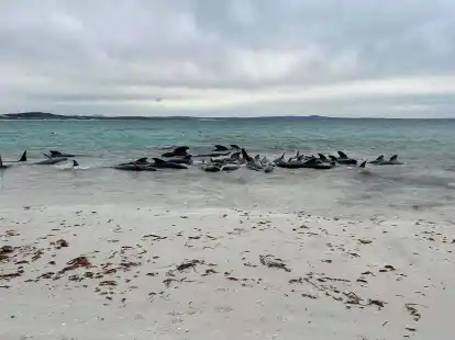 Rund 70 Grindwale sind am Cheynes Beach in Westaustralien gestrandet.