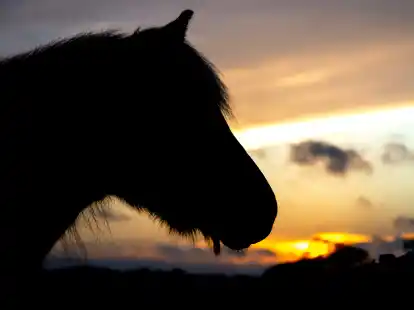 Missst&auml;nde bei einem Pferdehalter im Altkreis Norden haben eine besorgte B&uuml;rgerin auf den Plan gerufen.