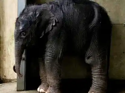 Das neu geborene Elefantenbaby im Zoo Leipzig.