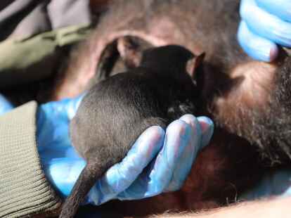 Der kleine Milo wird sein ganzes Leben in Freiheit verbringen.