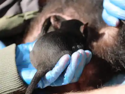 Der kleine Milo wird sein ganzes Leben in Freiheit verbringen.