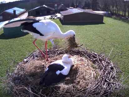 Bilder eines Storchenjahres: Auf dem Horst in Tange nistete ein Wei&szlig;storchenpaar und zog Junge auf.