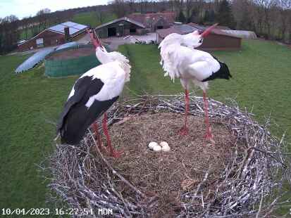 Bilder eines Storchenjahres: Auf dem Horst in Tange nistete ein Wei&szlig;storchenpaar und zog Junge auf.