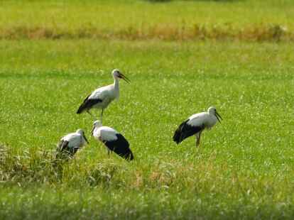 Bilder aus dem Tanger Storchenleben: Ein Film entstand nun &uuml;ber das Tanger Wei&szlig;storchenpaar, das drei Junge aufzog.
