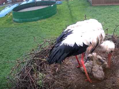Bilder aus dem Tanger Storchenleben: Ein Film entstand nun &uuml;ber das Tanger Wei&szlig;storchenpaar, das drei Junge aufzog.
