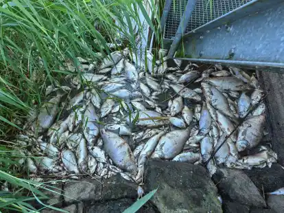 Tote Fische im August 2022 im deutsch-polnischen Grenzfluss Oder.