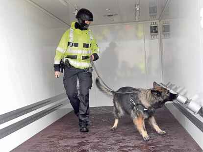 Nicht t&auml;uschen lassen sich die ausgebildeten Drogensp&uuml;rhunde des Hauptzollamtes Bremen. Auch hier wurde eines der Tiere f&uuml;ndig. Um zu pr&uuml;fen, ob in Seecontainern zum Beispiel Kokain versteckt ist, lassen die Zollbeamten die Hunde neuerdings an abgesaugter Containerluft schnuppern. So kann vor Ort gleich beurteilt werden, ob ein Container ge&ouml;ffnet werden muss. Das neue Verfahren wurde in Bremerhaven &bdquo;erfunden&ldquo; und hat bereits erste Erfolge gezeigt.